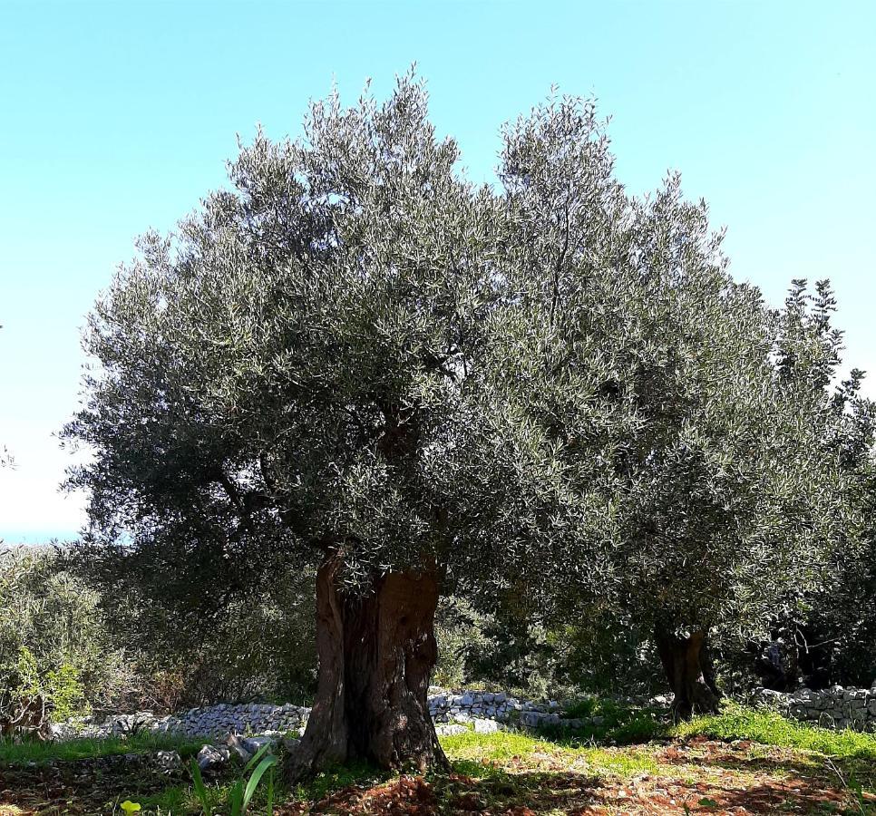 Alla Panoramica Monopoli Bagian luar foto